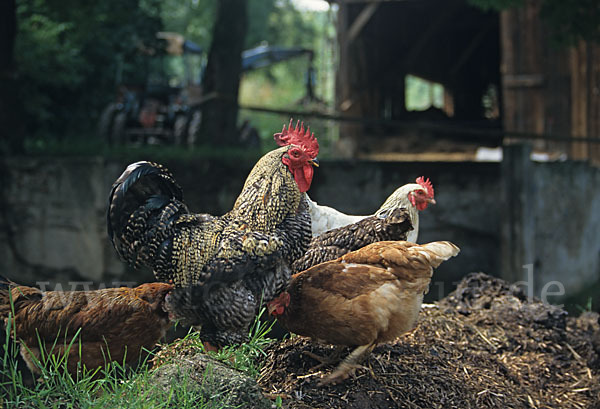 Haushuhn (Gallus gallus domesticus)