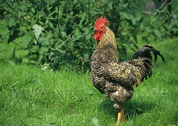 Haushuhn (Gallus gallus domesticus)