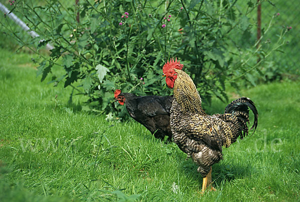 Haushuhn (Gallus gallus domesticus)