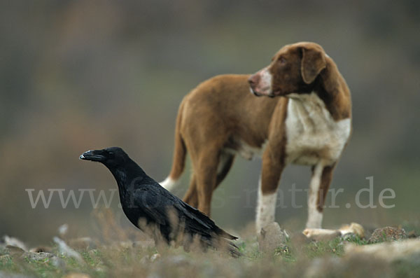 Haushund (Canis lupus familiaris)