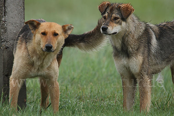 Haushund (Canis lupus familiaris)