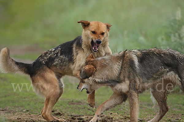 Haushund (Canis lupus familiaris)