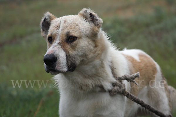 Haushund (Canis lupus familiaris)