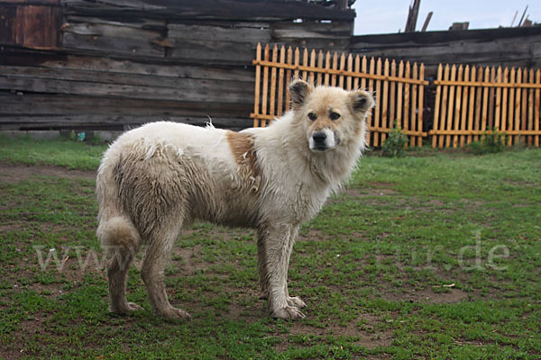 Haushund (Canis lupus familiaris)