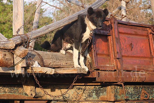 Haushund (Canis lupus familiaris)