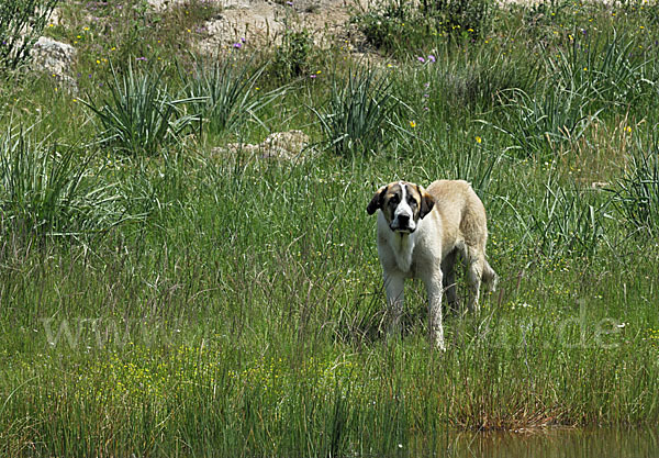 Haushund (Canis lupus familiaris)