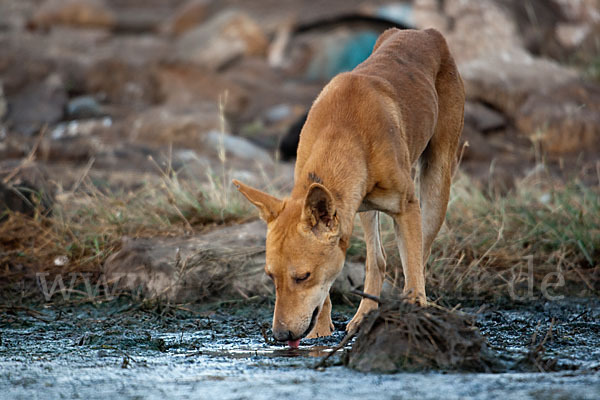 Haushund (Canis lupus familiaris)