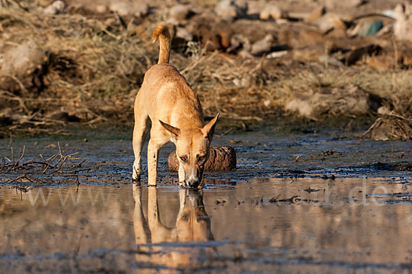 Haushund (Canis lupus familiaris)