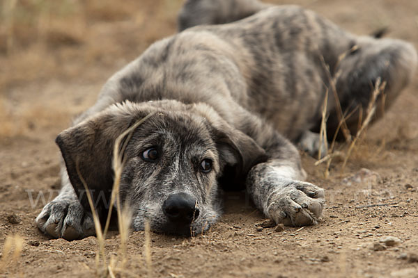 Haushund (Canis lupus familiaris)