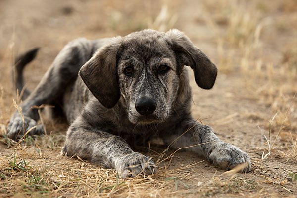 Haushund (Canis lupus familiaris)