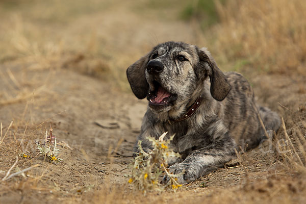 Haushund (Canis lupus familiaris)