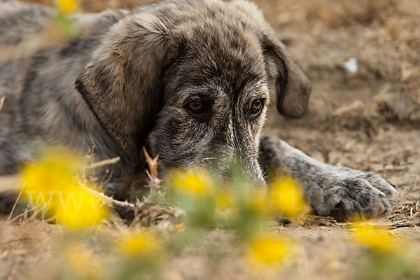 Haushund (Canis lupus familiaris)