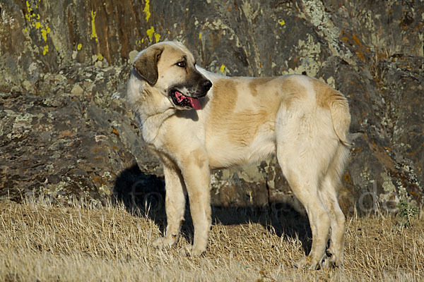 Haushund (Canis lupus familiaris)