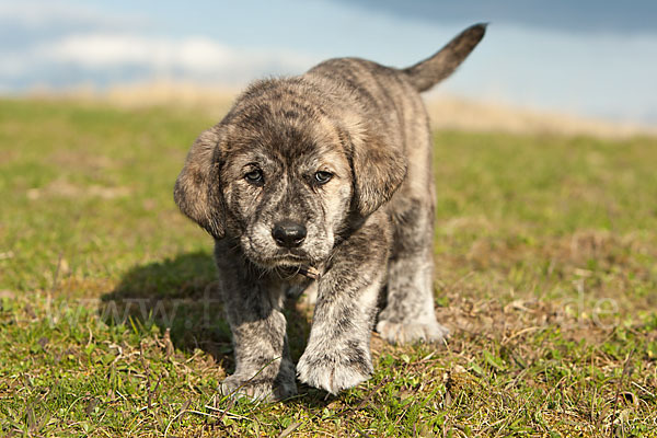 Haushund (Canis lupus familiaris)