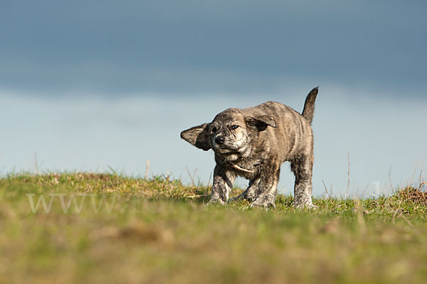 Haushund (Canis lupus familiaris)