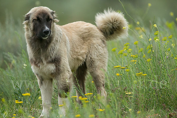 Haushund (Canis lupus familiaris)