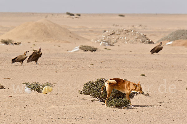 Haushund (Canis lupus familiaris)