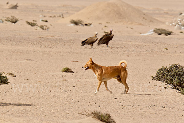 Haushund (Canis lupus familiaris)