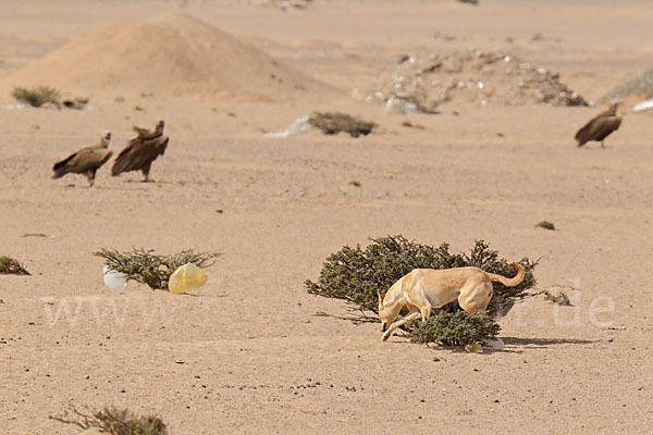 Haushund (Canis lupus familiaris)