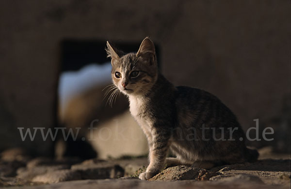 Hauskatze (Felis silvestris forma catus)