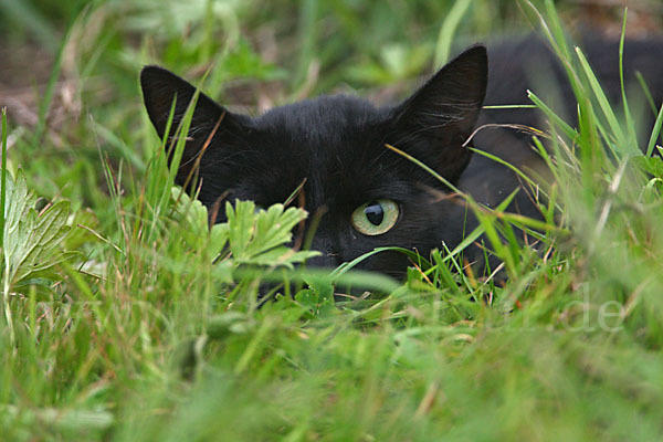 Hauskatze (Felis silvestris forma catus)