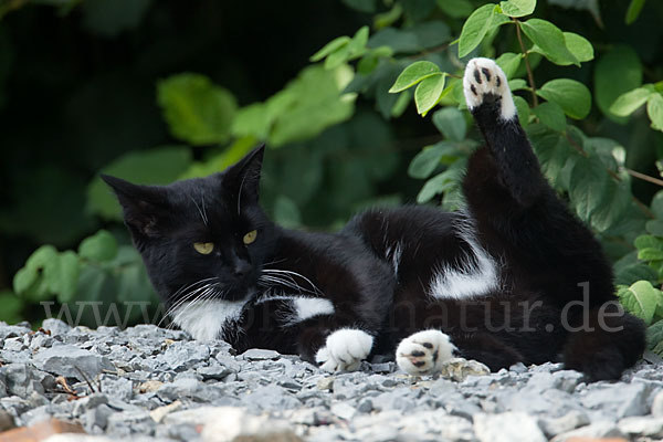 Hauskatze (Felis silvestris forma catus)