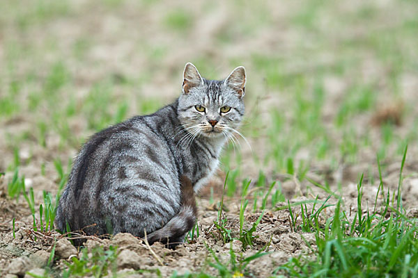 Hauskatze (Felis silvestris forma catus)