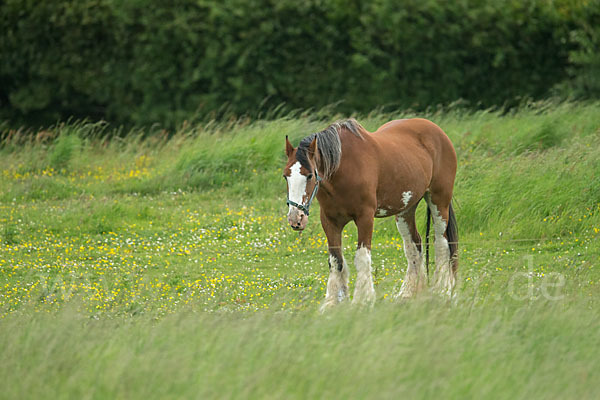 Hauspferd (Equus caballus)