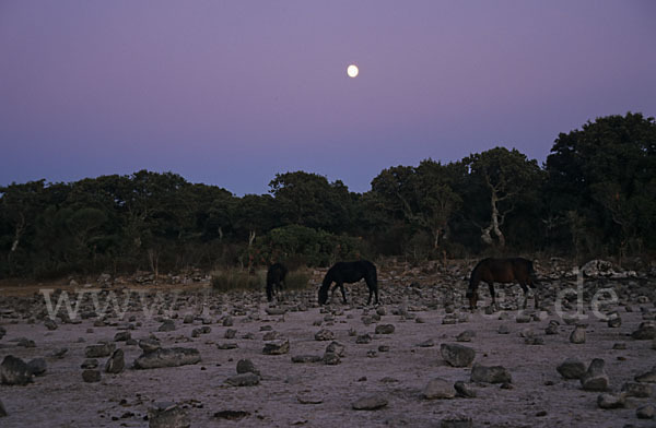 Hauspferd (Equus caballus)