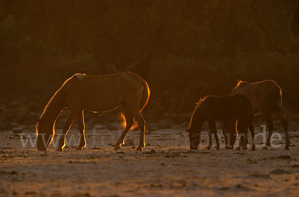 Hauspferd (Equus caballus)