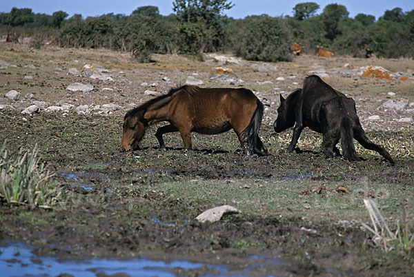 Hauspferd (Equus caballus)