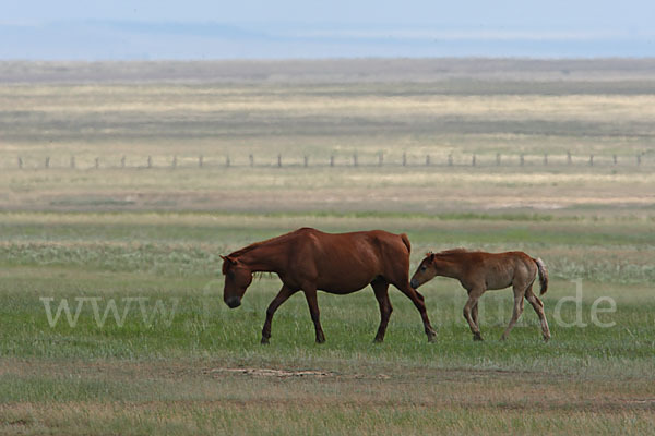 Hauspferd (Equus caballus)