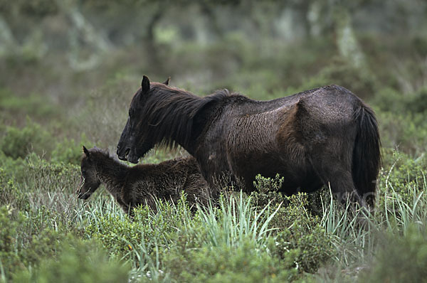 Hauspferd (Equus caballus)