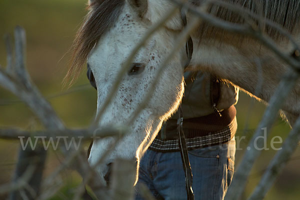 Hauspferd (Equus caballus)