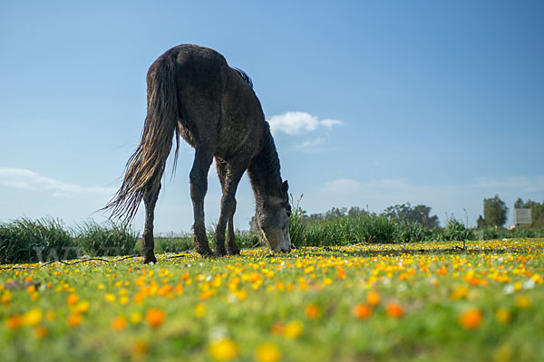 Hauspferd (Equus caballus)