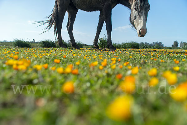 Hauspferd (Equus caballus)