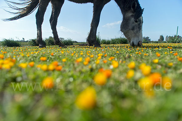 Hauspferd (Equus caballus)