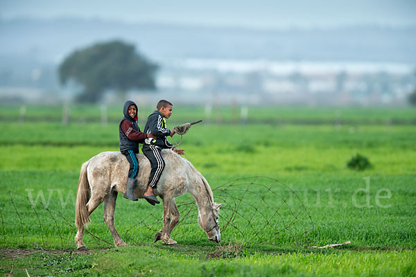 Hauspferd (Equus caballus)