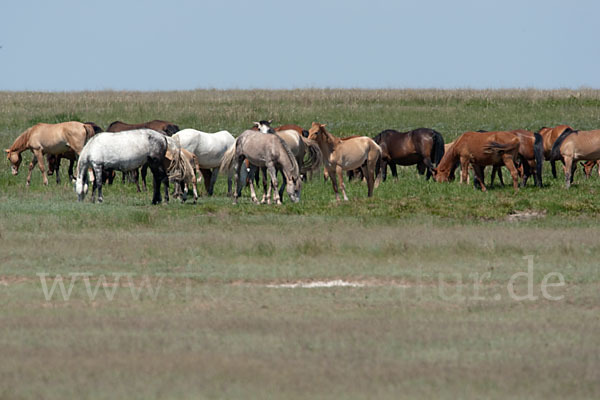 Hauspferd (Equus caballus)