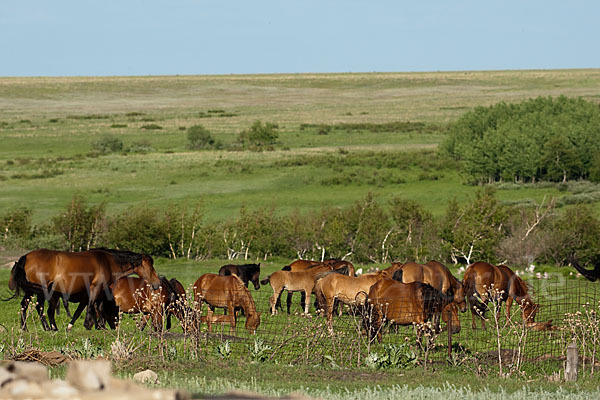 Hauspferd (Equus caballus)