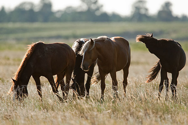 Hauspferd (Equus caballus)