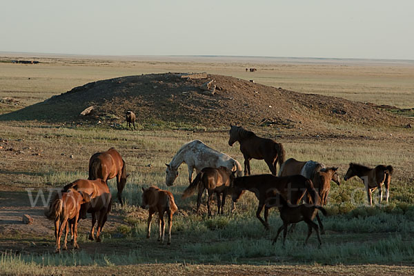 Hauspferd (Equus caballus)