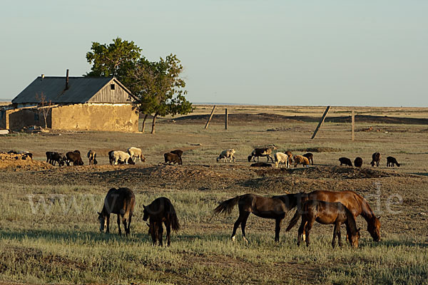 Hauspferd (Equus caballus)