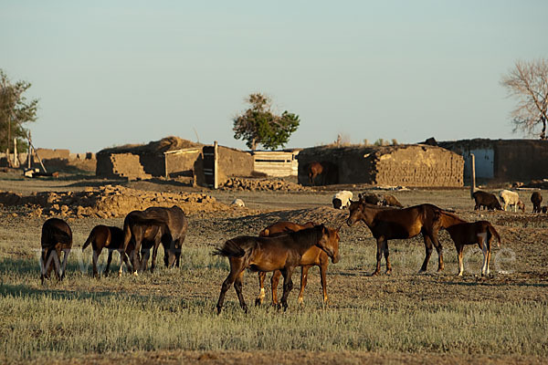 Hauspferd (Equus caballus)