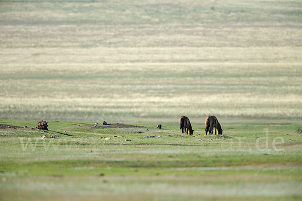 Hauspferd (Equus caballus)