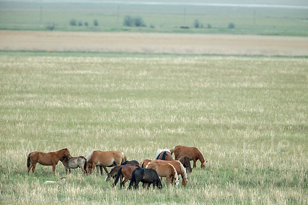 Hauspferd (Equus caballus)