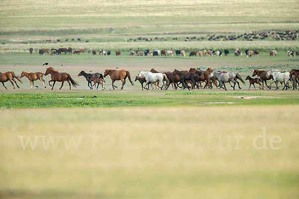 Hauspferd (Equus caballus)