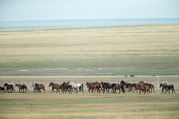 Hauspferd (Equus caballus)