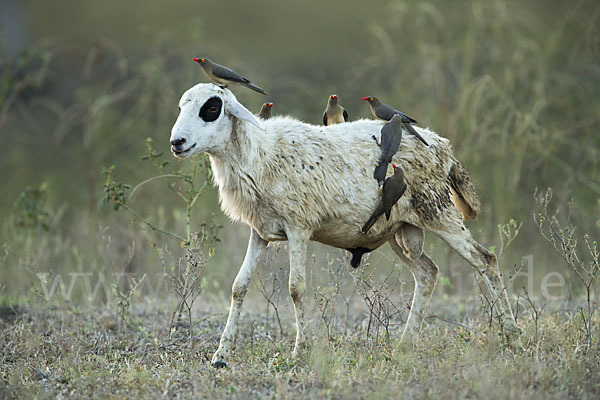 Hausschaf (Ovis gmelini aries)