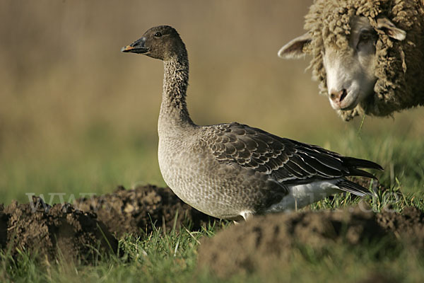 Hausschaf (Ovis gmelini aries)